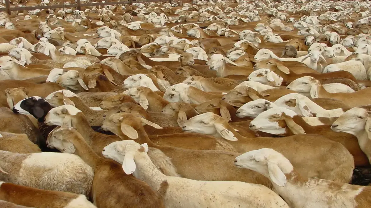 استئناف التصدير.. السودان يلغي ضرائب الماشية مؤقتًا في محاولة لإنعاش الاقتصاد المتدهور